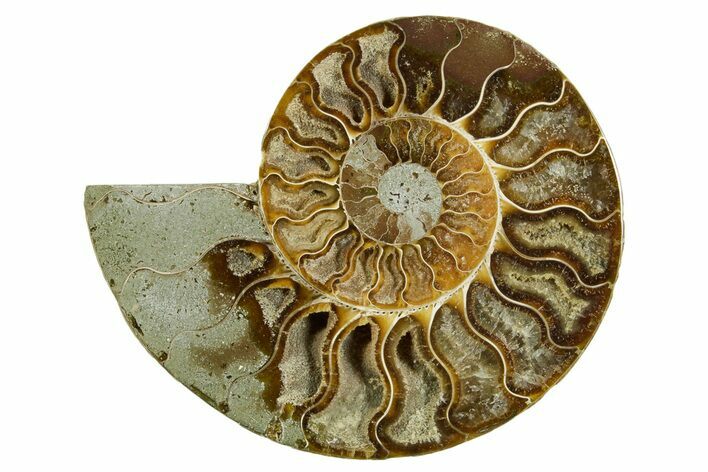 Cut & Polished Ammonite Fossil (Half) - Madagascar #369607